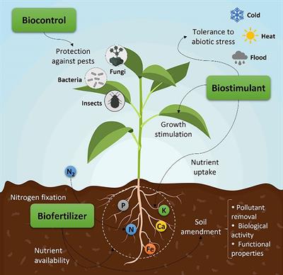 Algaeculture for agriculture: from past to future